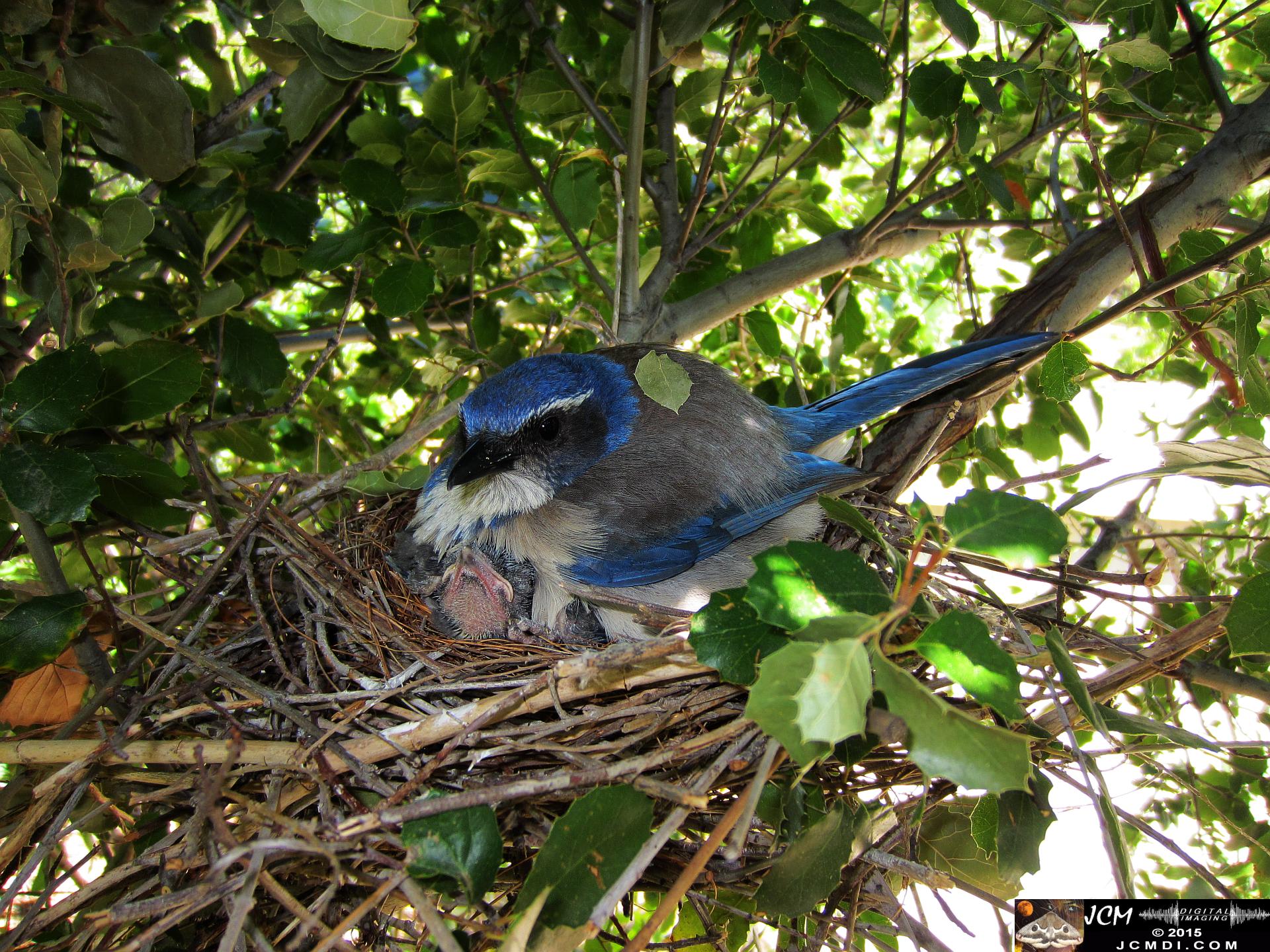 Scrub Jay Nest Documenatry with chicks